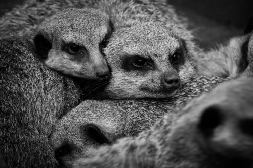 Meerkat family