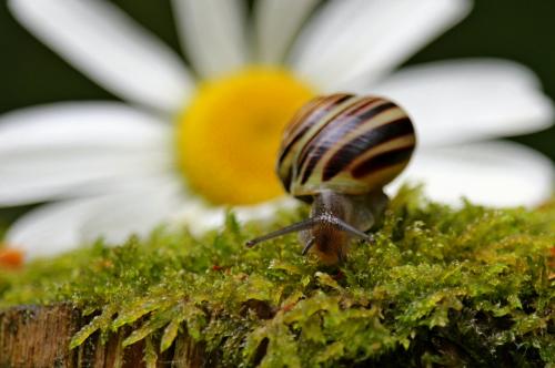 Natures beauty